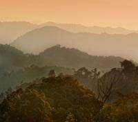 Scenic Nyungwe Rain Forest